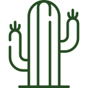 acceuil icone cactus