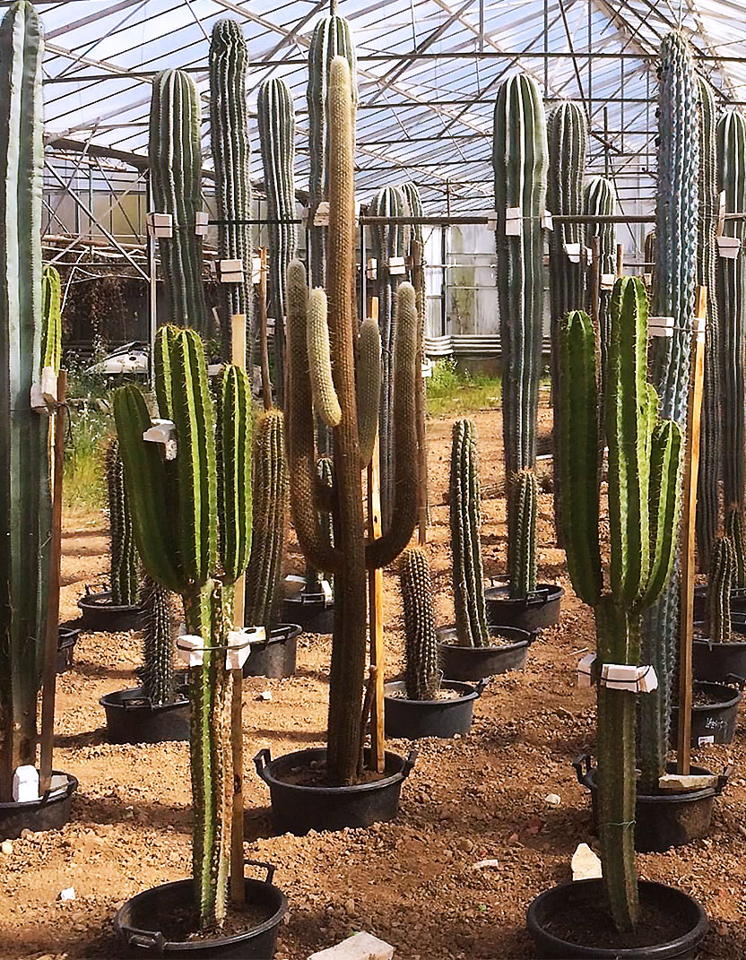 Vente en gros Chant De Cactus de produits à des prix d'usine de